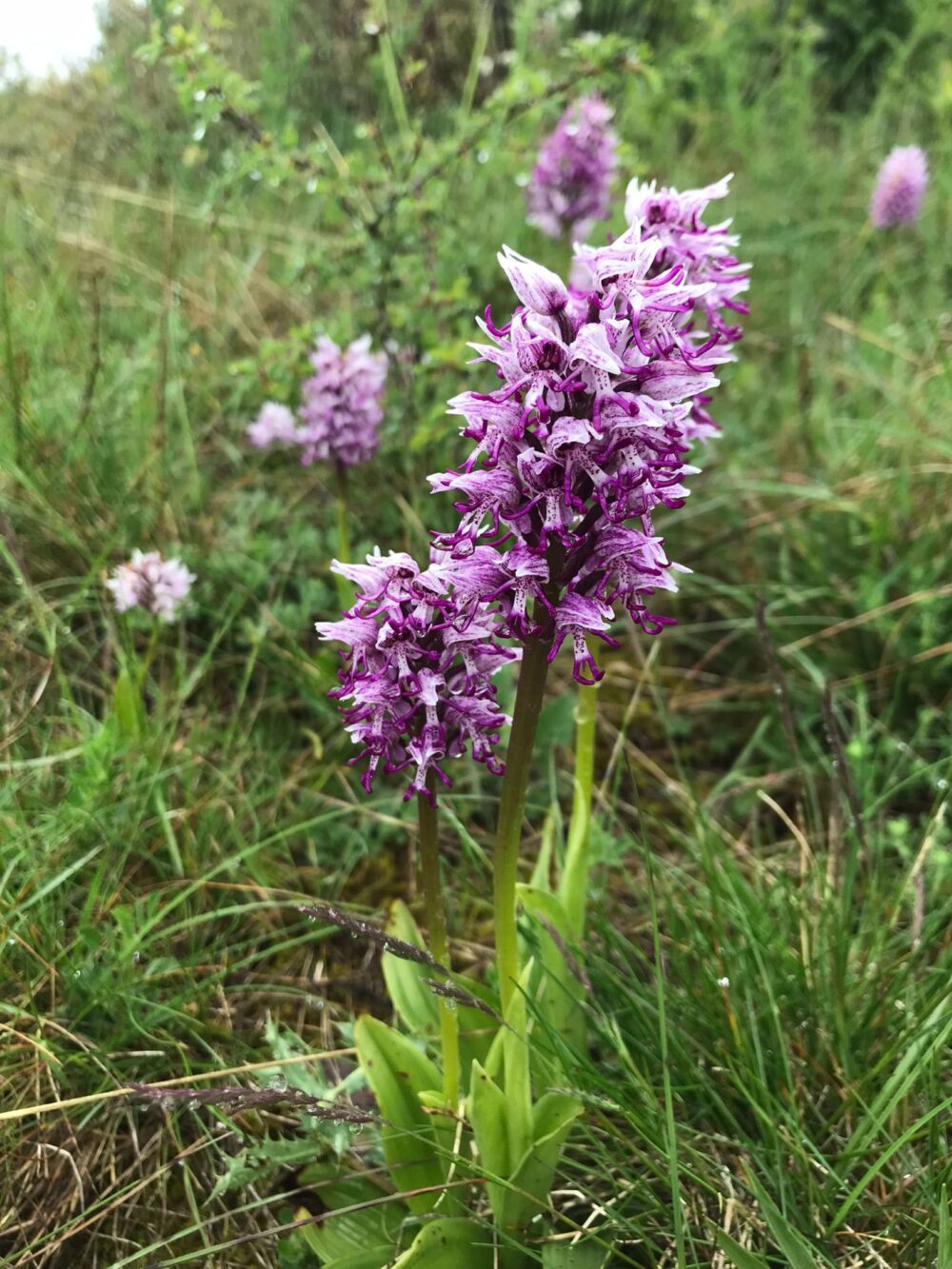 Foto Emile biodiversiteit vlinder 2 afmeting